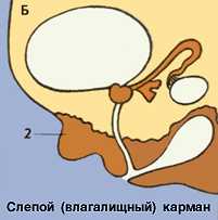 ГЕРМАФРОДИТИЗМ