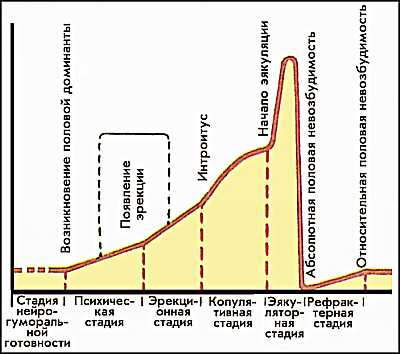 КОПУЛЯТИВНЫЙ ЦИКЛ