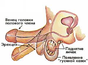 ЭРЕКЦИЯ