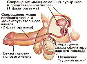 Фазы спада возбуждения у мужчин