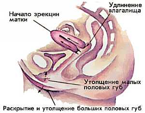 Фазы появления и спада сексуального возбуждения у женщин во время оргазма