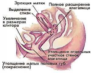 эрекция матки, выделение слизи