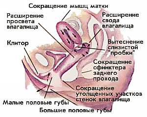 женский оргазм, сокращение матки и расширение влагалища