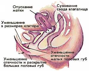 релаксация после оргазма, уменьшение клитора и половых губ