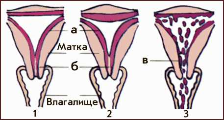 МЕНСТРУАЛЬНЫЙ ЦИКЛ