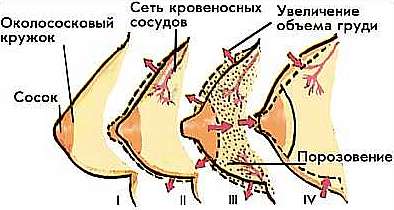 фазы полового акта