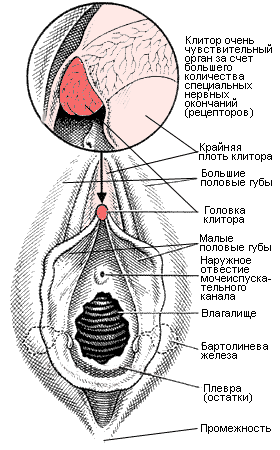 расположение клитора женщины