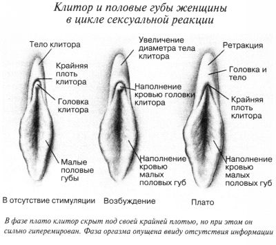 Фазы возбуждения клитора