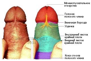 Строение крайней плоти. Крайняя плоть оттянута.