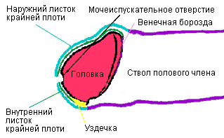 Строение крайней плоти