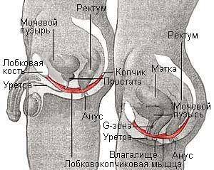 Сексуальные мышцы