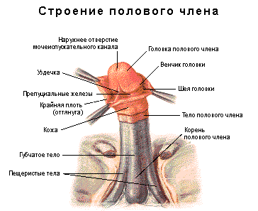 Строение головки полового члена 1