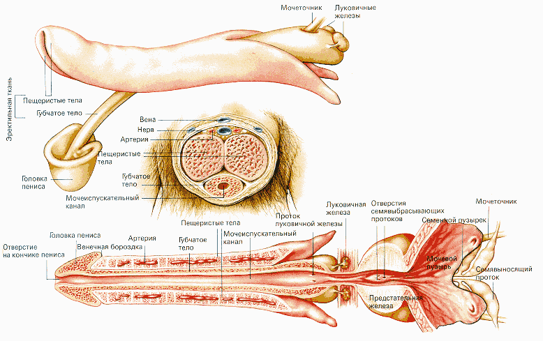 Строение полового члена