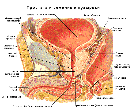 Строение простаты