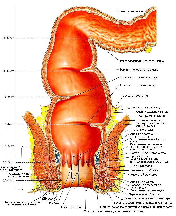 Строение прямой кишки и ануса