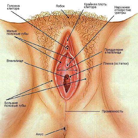 Где находится клитор и как его найти. Фото клитора, картинки