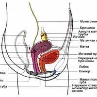 схема женских половых органов
