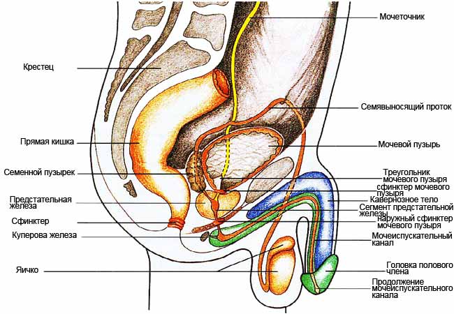 Мужские половые органы схема 2