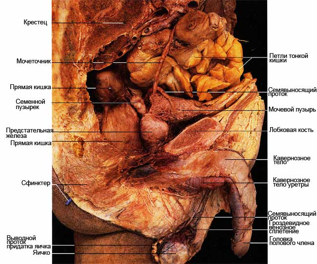 Мужские половые органы в разрезе