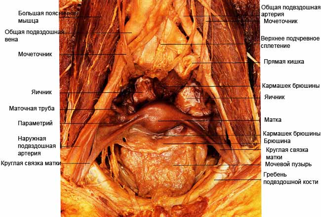 женские половые органы в разрезе вид спереди 1