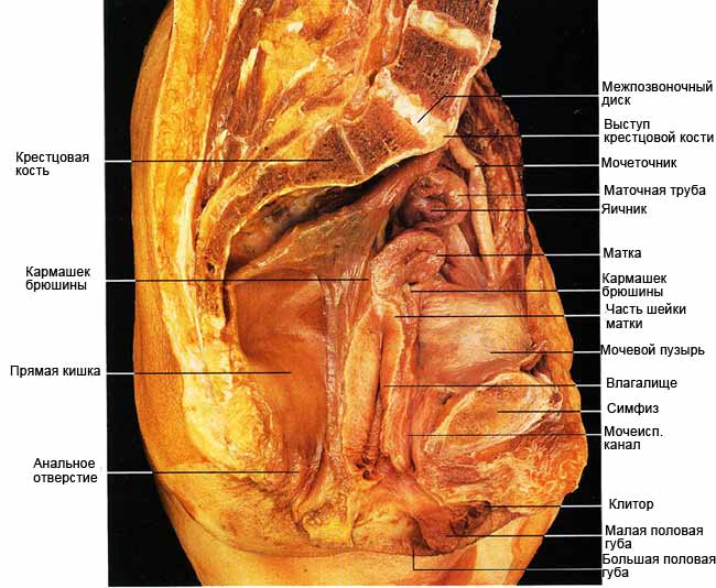 женские половые органы в разрезе вид сбоку