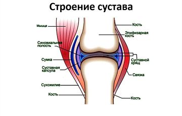 заставка к гимнастике для суставов