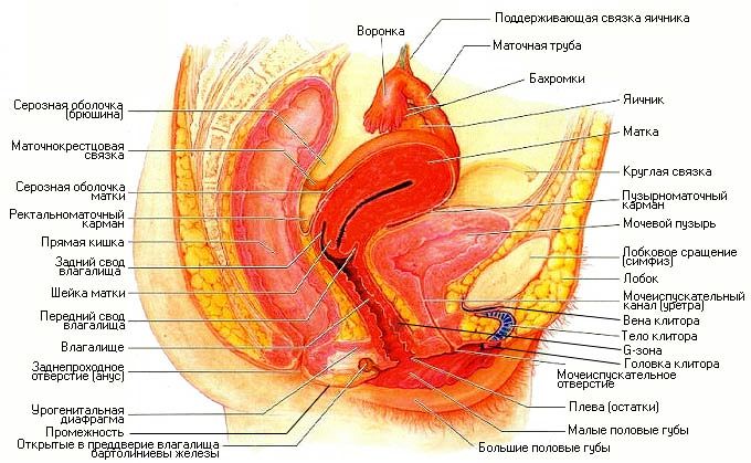 внутренне строение влагалища, фото