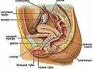 заболевания мочеполовой системы