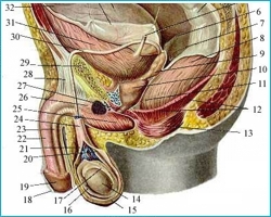 мужские органы схема